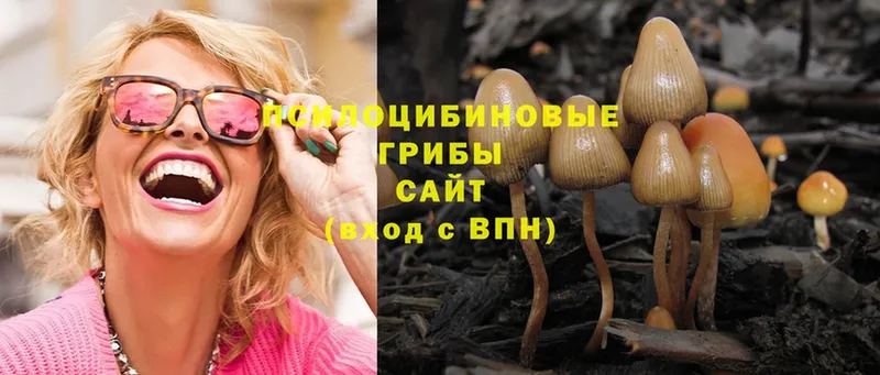 Галлюциногенные грибы Psilocybe  Барыш 